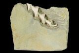 Archimedes Screw Bryozoan Fossil - Missouri #148976-1